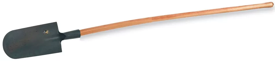 Vanga manicata ortolano 02.01 angelo b