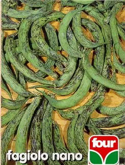 Fagiolo nano anellino di brescia 2389 four sementi