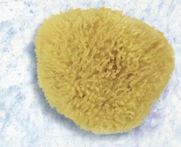 Spugna marina naturale effetto caraibi 18 55228 boldrini