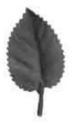 Foglia ornamentale 14.038 euro-fer